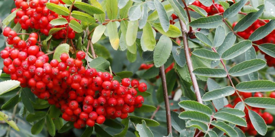 Tüm Dünya için çok önemli ama sadece Türkiye’de yetişiyor! Hem vitamin hem mineral deposu: Altın kadar değerli bir besin 5